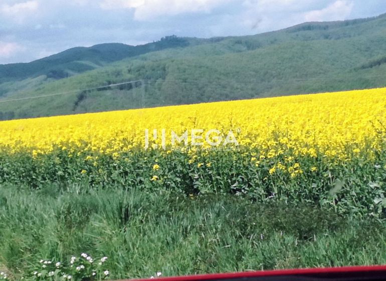 Na predaj - pozemky Kamenica nad Cirochou - Kvitnúce pole na poľnohospodárskych a lesných pozemkoch v Kamenici nad Cirochou s kopcovitým horizontom.