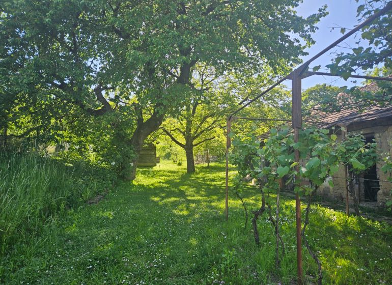 Na predaj rodinný dom s veľkou záhradou v centre V.Šariša - Rodinný dom vo Veľkom Šariši obklopuje zelená záhrada s viničom a stromami.