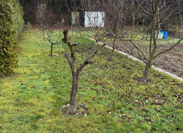 Záhrada Levice - Podhradie 311m2 - Záhrada na ulici Podhradie v Leviciach so stromami a trávnatým povrchom.
