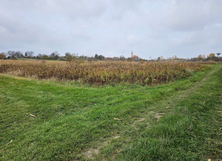 Pozemok o výmere 454 m2, schválený v Územnom pláne na stavbu RD - Pokojná poľná cesta so zeleňou a jeseňou pri Mast v Stupave v lokalite Záhrady.