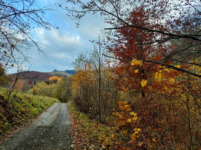 Predaj: Drevenica s veľkým pozemkom v Terchovej-časť Šípková (MO) - Drevenica Šípková Terchová