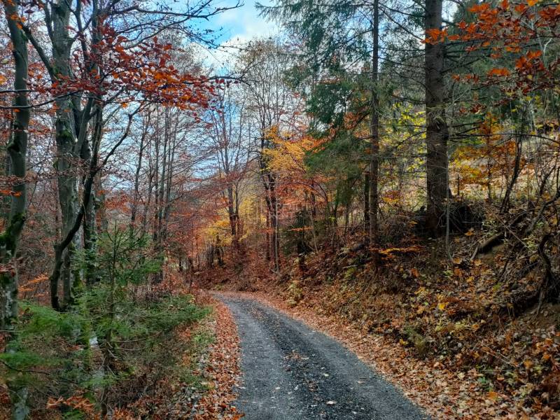 Predaj: Drevenica s veľkým pozemkom v Terchovej-časť Šípková (MO) - Drevenica Šípková Terchová