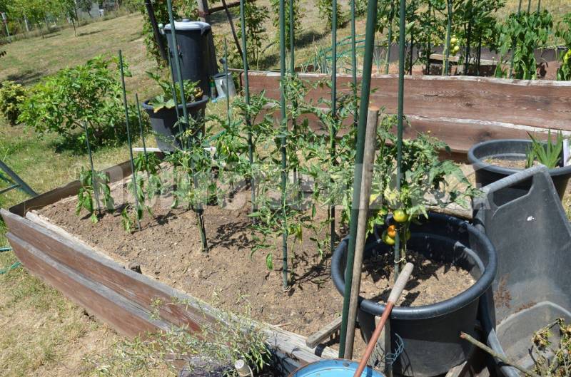 Pokojné bývanie v prírode – celoročne obývateľná chata po rekonštrukci - Zeleninová záhrada na chate s vyvýšenými záhonmi a paradajkami na ulici čankov, Levice.