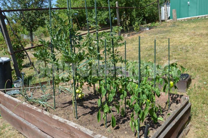 Pokojné bývanie v prírode – celoročne obývateľná chata po rekonštrukci - Záhrada s rajčinami a paprikou pestovanými v drevenom záhone na chate v Leviciach, čankov.