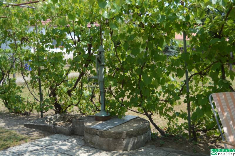 Chalúpka v typickom štýle Záhoria, pod starou lipou! - Ruční pumpa a vinič v záhrade rodinného domu v Borskom Svätom Jure.