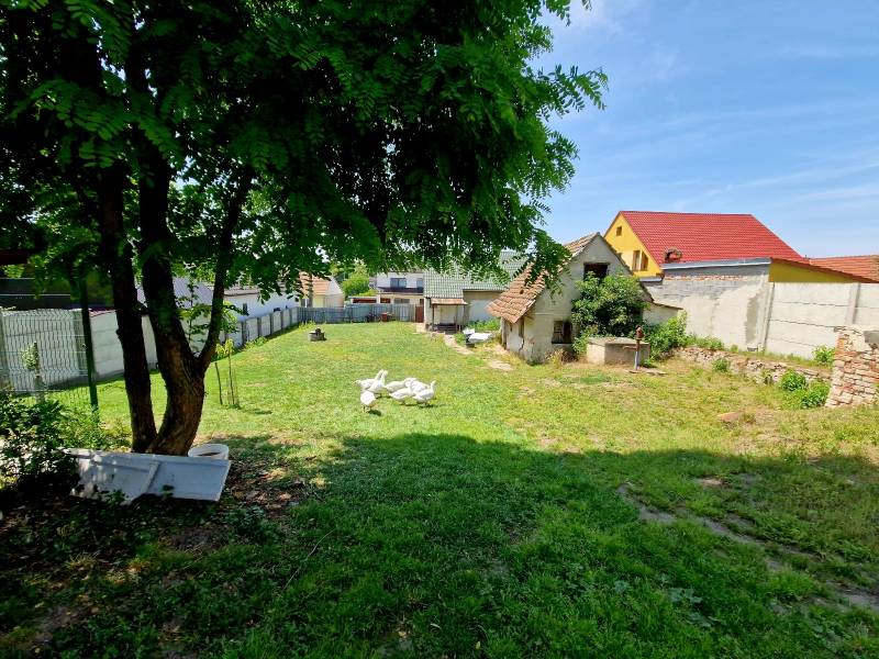 NA PREDAJ RODINNÝ DOM V OBCI ŠTEFANOV, OKRES SENICA - Záhrada rodinného domu v Štefanove so stromom, trávnikom a kŕdľom husí.