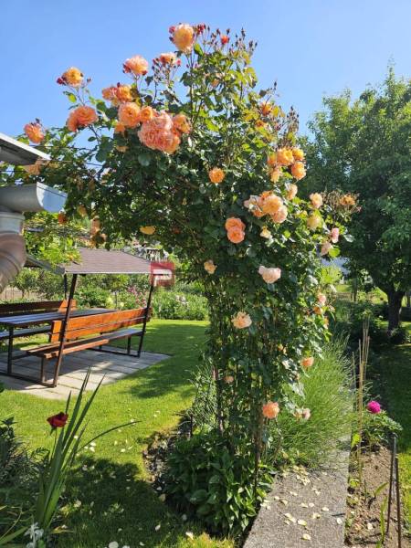 Rodinný dom na predaj Pezinok na skok od centra - Rozkvitnutá ružová pergola sedením v záhrade rodinného domu na Slnečnej ulici v Pezinku.