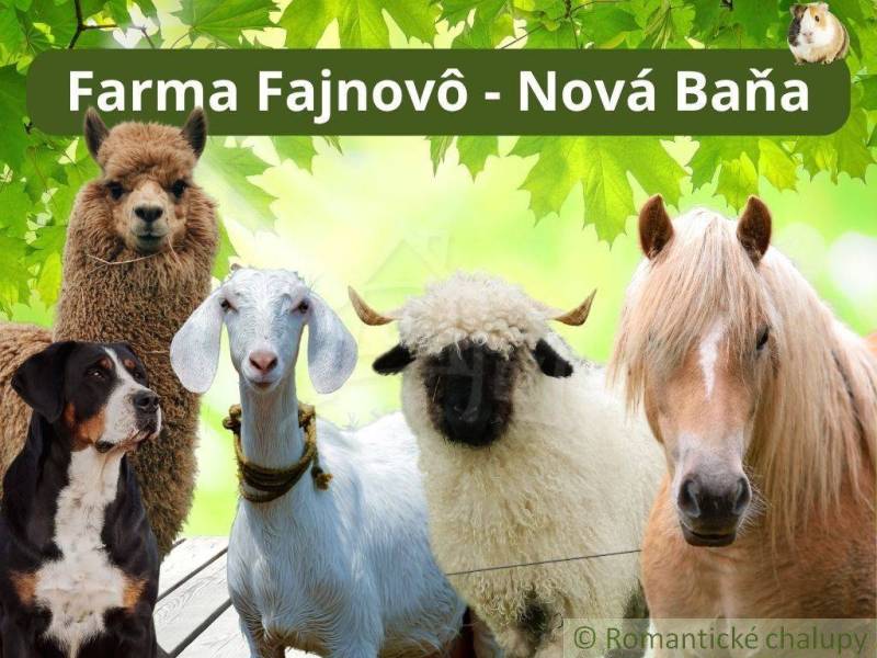 Na predaj slnečný pozemok 5854 m² – Župkov, tichá lokalita s výhľadom - Na Farme Fajnovo v Novej Bani sú alpaka, pes, koza, ovca a kôň.