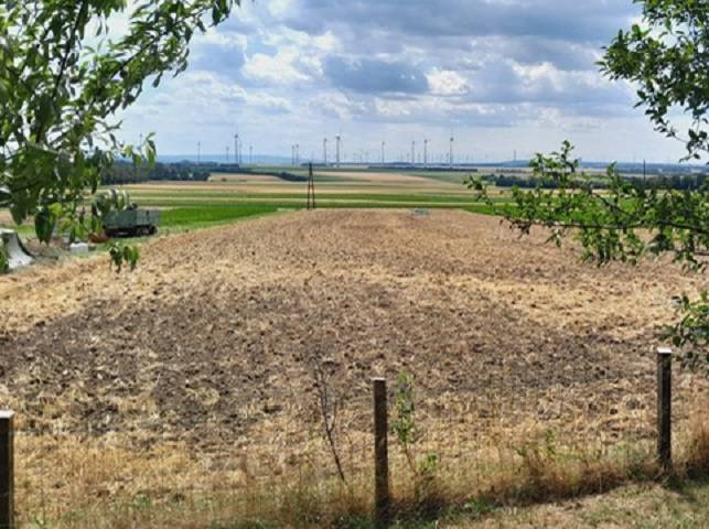 Predaj rodinného domu, Bruck an der Leitha - Pohľad z Hundsheimu: pole obklopené stromami a veternými turbínami v diaľke.