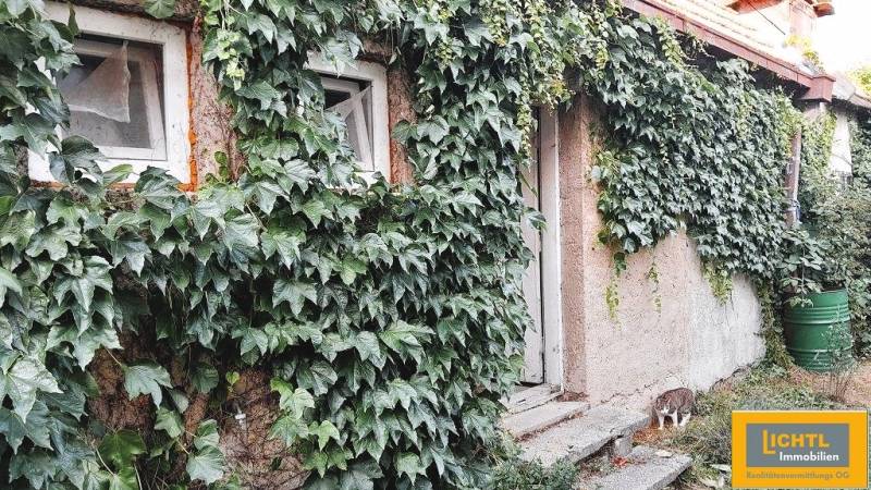 Predaj rodinného domu, Neusiedl am See - Rodinný dom v Kittsee s popínavými rastlinami na fasáde a mačkou pri dverách.