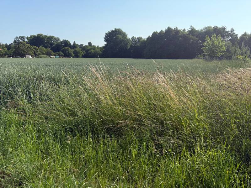 BOJNA - investičný pozemok na výstavbu RD, výborna lokalita - Krajina v Bojnej so zeleňou a stromami, vhodná pre pozemky - bývanie.