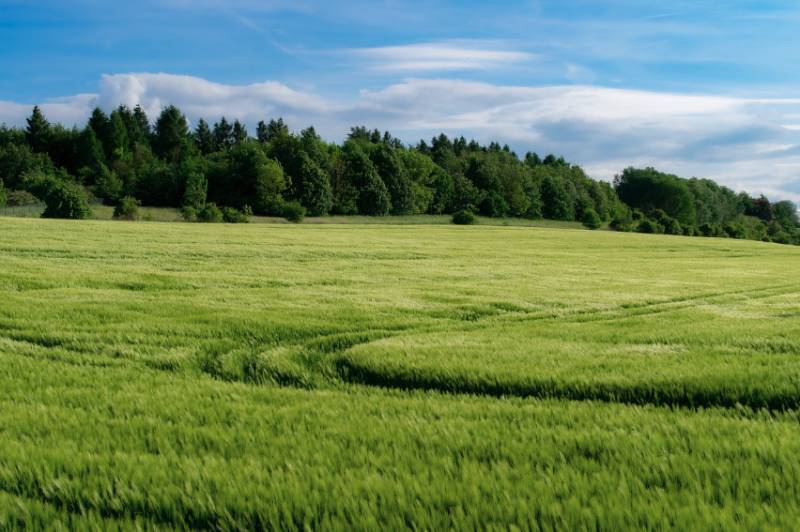 Kameňany – 6.600 m2 ORNÁ PÔDA a LES  - Zelené poľnohospodárske a lesné pozemky v Kameňanoch, obklopené hustým lesom a modrou oblohou.