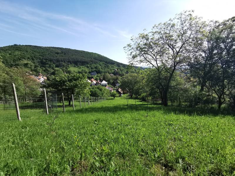 PREDAJ-vidiecky dom s veľkým pozemkom pod lesom, Nitr.Sučany, okr.PD - Rodinný dom v Nitrianskych Sučanoch ponúka výhľad na prírodu a kopcovité pozadie.