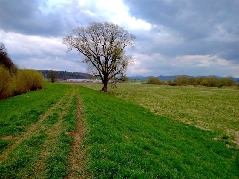 Topoľovka – 371 m2 INVESTIČNÁ ORNÁ PÔDA a LES - Krajina v Topoľovke, poľnohospodárske a lesné pozemky so stromom pod zamračenou oblohou.