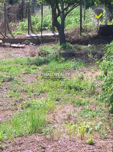 Predaj, pozemok pre rodinný dom   1364 m2 Dolné Orešany - Zeleň, strom a plot na pozemku na bývanie v Dolných Orešanoch.