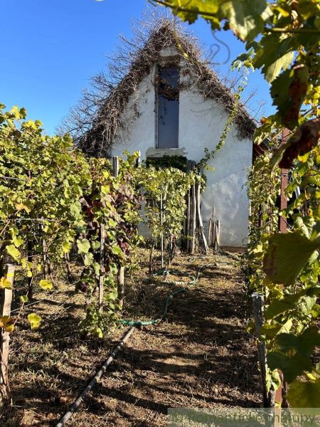 Chatka s rozsiahlou záhradou v lone prírody pri mlynskom náhone v Nový - V Nových Zámkoch sa nachádza chata obklopená vinicou, ktorá príjemne dopĺňa okolie.