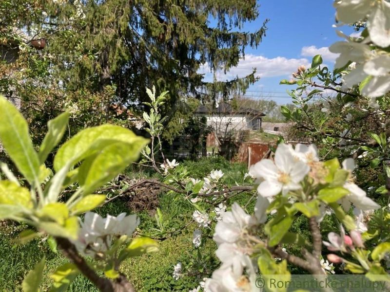 Veľký pozemok so starším rodinným domom v obci Martovce - V Martovciach ponúkajú Pozemky - bývanie s rozkvitnutými kvetmi a zeleňou.