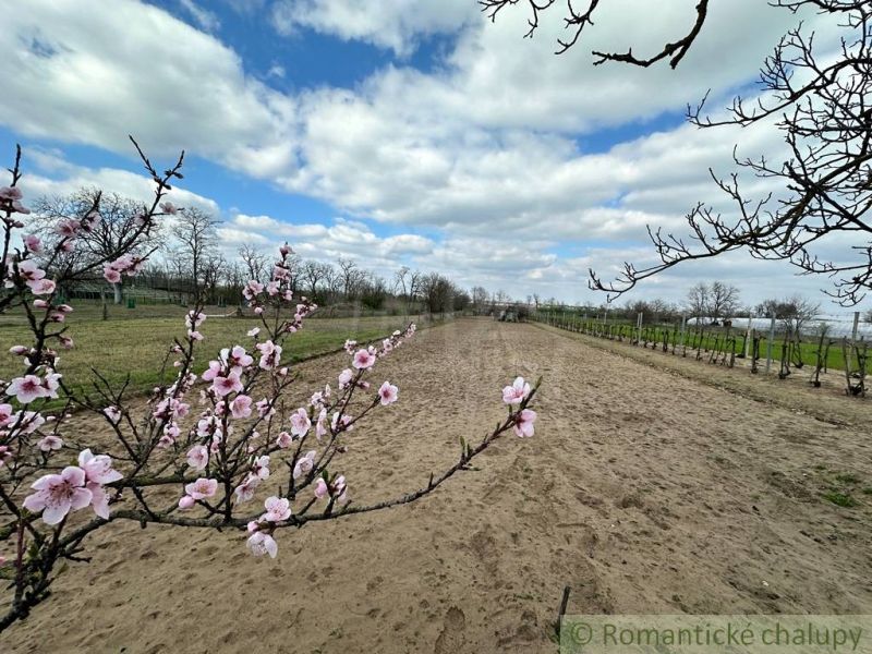 Starostlivo obrábaná záhrada s vinicou na priestrannom pozemku v obci