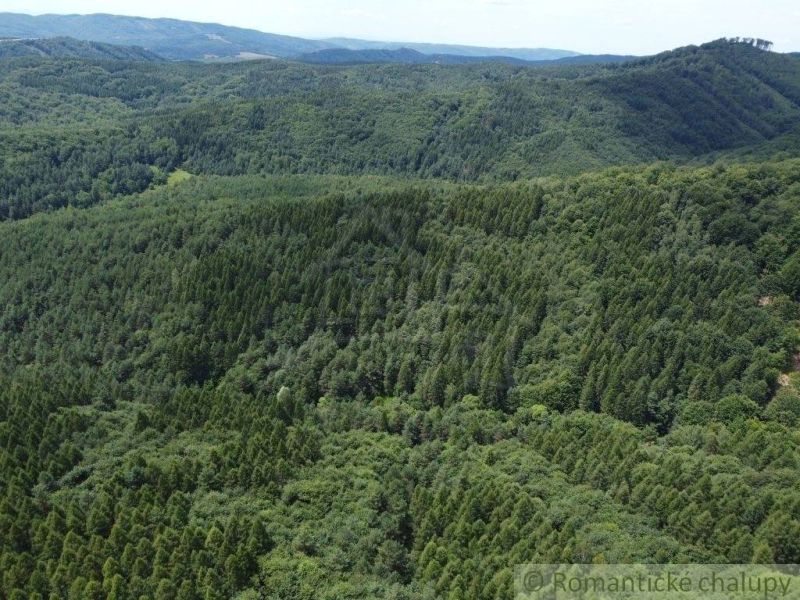 Na predaj les - lesný pozemok 6, 75 ha - Osadné