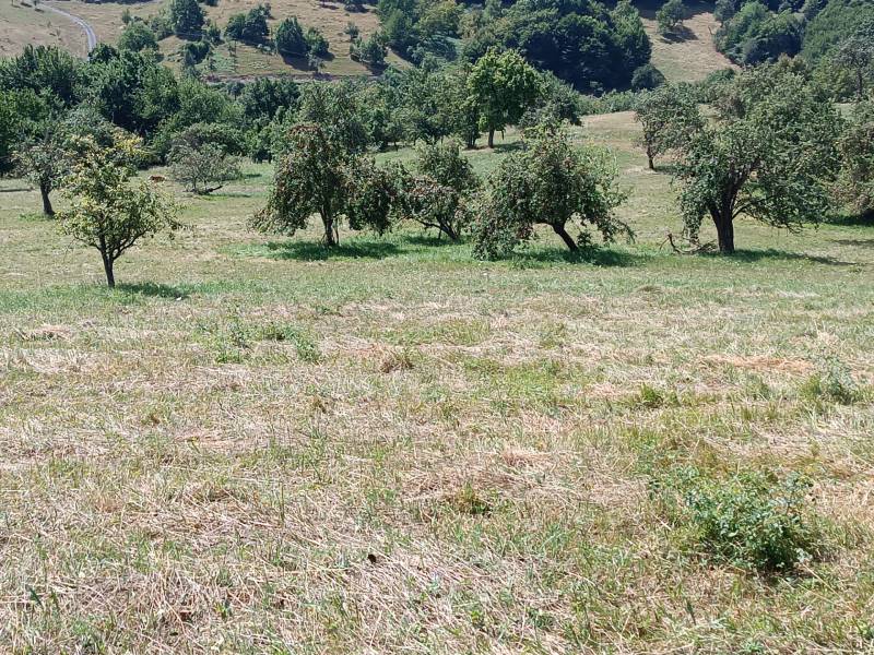 Hospodárska usadlosť s 3,6 hektárovým pozemkom na samote Nová Baňa - Krajina s ovocnými stromami na lúke, ideálna pre rodinný dom v prírode.