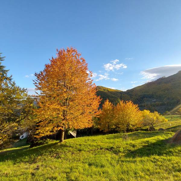 Hospodárska usadlosť s 3,6 hektárovým pozemkom na samote Nová Baňa - Jesenná krajina na slnečnom svahu, ideálna pre rodinný dom, príroda, voľnočasové aktivity.