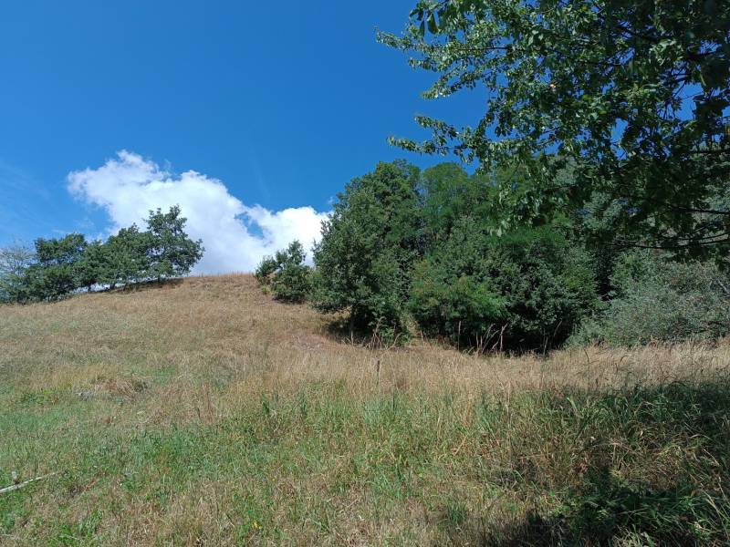 Hospodárska usadlosť s 3,6 hektárovým pozemkom na samote Nová Baňa - Lúka s kopcovitým terénom, zelené stromy, modrá obloha, vhodné na rodinný dom.