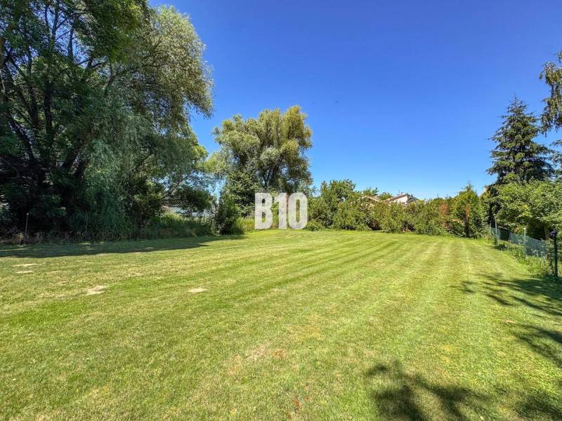 Rodinný dom s krásnym veľkým pozemkom ( stavebným) - Nové Sady - Trávnatá záhrada pri rodinnom dome v Nových Sadoch s vysokými stromami v pozadí.