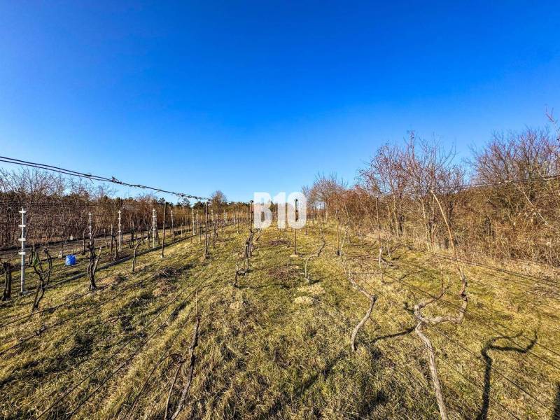 Na predaj  vinica v krásnej lokalite - 895 m2 - Nitra - Vinice v Záhradách v Nitre s jasným modrým nebom, radmi viniča.