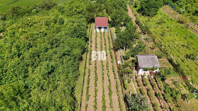 Vinica na skok od Nitry + chata - 590 m2 - Vinice v Nitre s dvoma domčekmi obklopené bohatou zeleňou a pravidelnými radmi viniča.