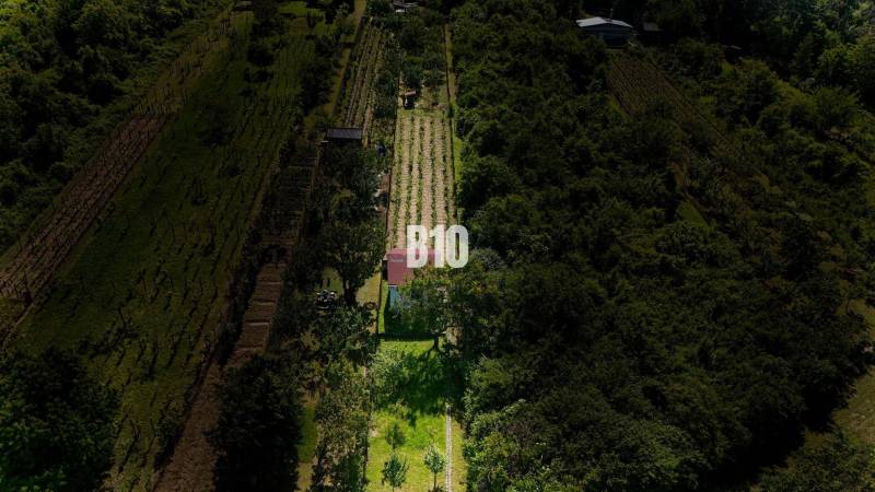 Vinica na skok od Nitry + chata - 590 m2 - Vinice pri Nitre obklopené zeleňou s malou budovou na pozemku.