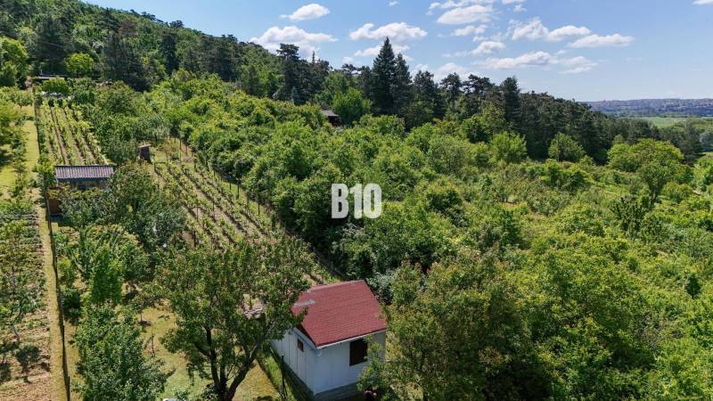 Vinica na skok od Nitry + chata - 590 m2 - Vinice v okolí Nitry obklopené zelenými lesmi a malou záhradnou chatkou.