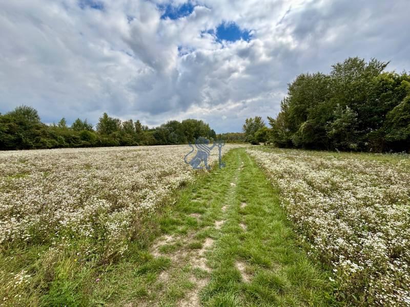 Na PREDAJ | investičný pozemok | Rusovce | výborná poloha - Lúka s kvetmi a cestou v Bratislave - Rusovciach na Developerských pozemkoch Pri Pieskovom Hone.