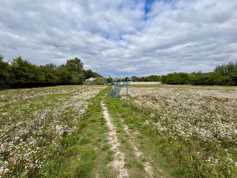GRAVITAS | Na PREDAJ | rekreačný developerský pozemok | Rusovce - Kvitnúca lúka na Developerských pozemkoch v Bratislave - Rusovciach na ulici Pri Pieskovom Hone.