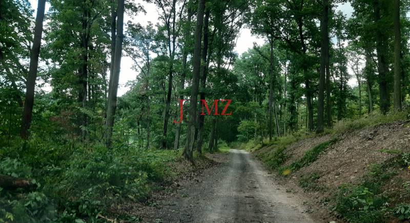 Pozemok 5.200 m2 , šírka 35 m, Horné Jabloňovce (SM - 849)   - Lesná cesta v Rekreačných pozemkoch na ulici Horné Jabloňovce v Jabloňovciach, obklopená stromami.