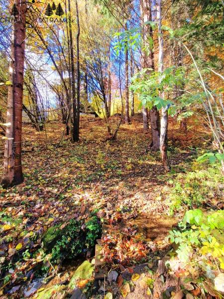 Útulná chata polosamota Tále Nízke Tatry - Jesenný lesný pohľad v okolí Chaty v Bystrej na Táľoch.