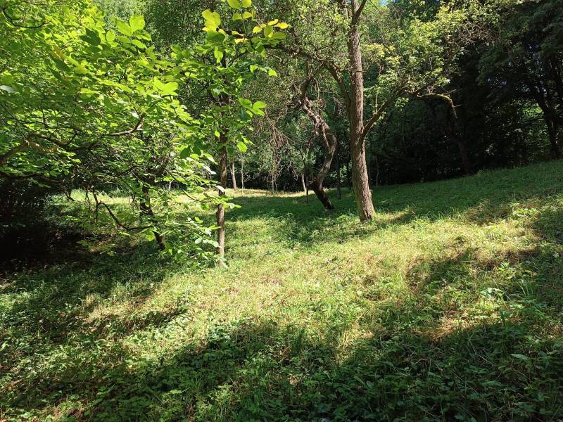 Na predaj  dom v obci Vyhne iba 400m od Vodného raja.  - Lesný porast na svahovitom teréne vhodný pre nový rodinný dom v lokalite Vyhne.