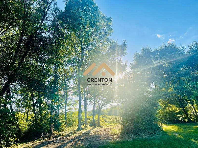 4 izbová celoročná chata v Kučišdorfskej doline na predaj - Slnečný les v Kučišdorskej doline, Pezinok, pri chate, obklopený stromami a hustou zeleňou.