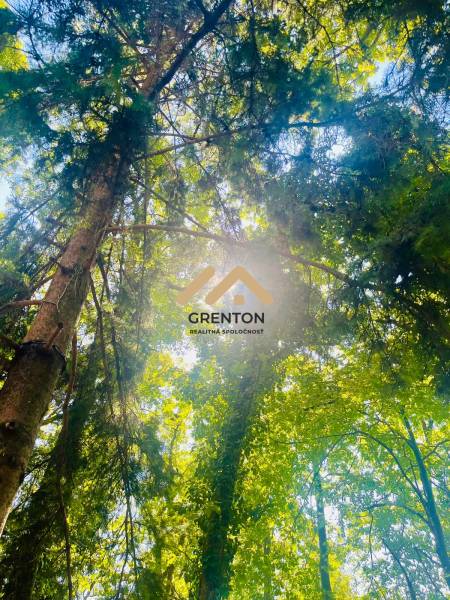 4 izbová celoročná chata v Kučišdorfskej doline na predaj - Slnečné lúče prerážajú cez hustý zelený les v Kučišdorskej doline v Pezinku.