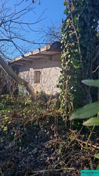 Priestranný pozemok so starším domom – Suchá nad Parnou - Zarastená záhrada okolo chaty v Suchej nad Parnou s hustým porastom a stromami.