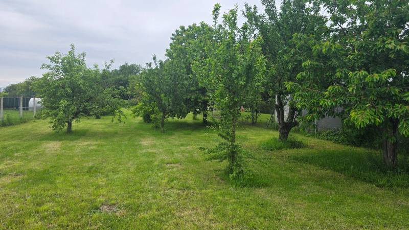 Prenájom záhrady v Dolnej Strede - Stromy a trávnik v záhradách v Dolnej Strede vytvárajú zelenú oázu pokoja.