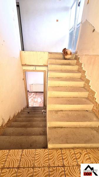 Investujte do budúcnosti - Schodisko v rodinnom dome so psom na vrchu schodov. Štýlová dlažba dopĺňa steny.