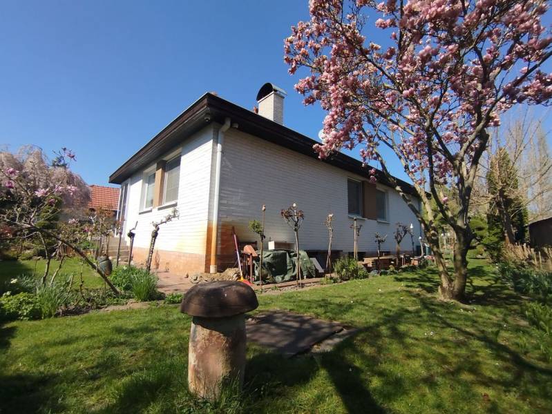 Predaj RD v Šali s bazénom - Rodinný dom v Šali s rozkvitnutým stromom a upravenou záhradou.