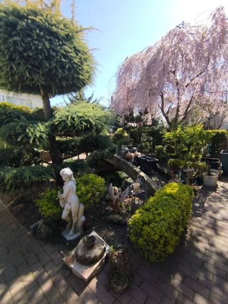 Predaj RD v Šali s bazénom - Záhrada rodinného domu v Šali s sochou, upravenými kríkmi a kvitnúcimi stromami.