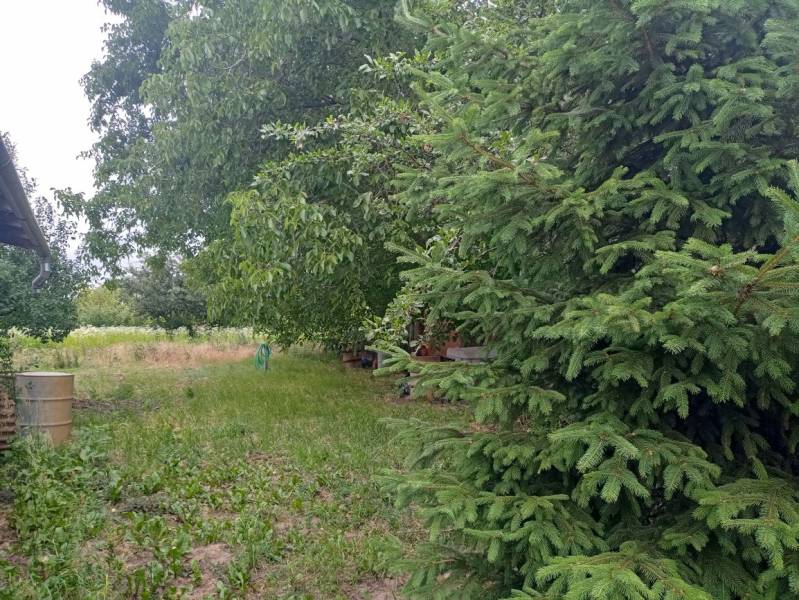 Predám Rodinný dom v Strekove - Záhrada pri rodinnom dome v Strekove, plná zelene, s ihličnatým stromom a sudmi.