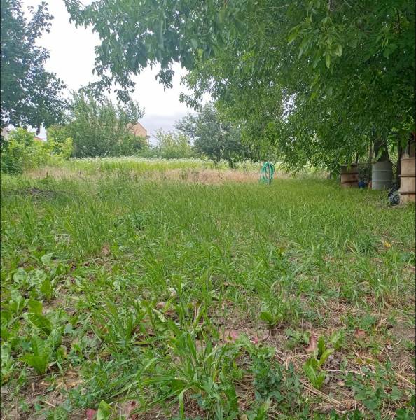 Predám Rodinný dom v Strekove - Záhrada rodinného domu v Strekove s trávou a stromami, ideálna na oddych v prírode.