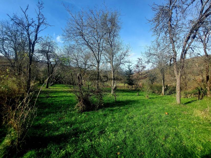 NA PREDAJ rodinný dom - Lehota nad Rimavicou - Zeleň záhrady vedľa rodinného domu s kvitnúcimi stromami a jasnou oblohou.