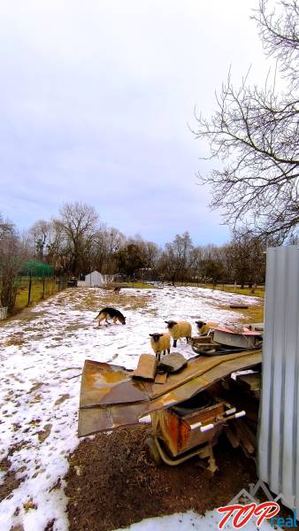 Pekný stavebný pozemok v obci Krásnohorské Podhradie - Ovce a pes na zasnežených pozemkoch na Mierovej ulici v Krásnohorskom Podhradí.
