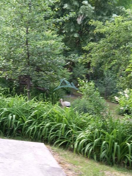 Útulný rodinný dom v tichej obci Hont, Maďarsko - Záhrada pri rodinnom dome v Honti so storkou medzi zeleňou a stromami.