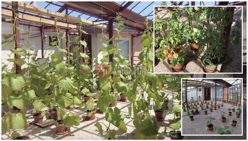 AstonReal: EXKLUZÍVNE predaj rodinný dom Spišská Nová Ves - Ferčekovce - Skleník plný pestovaných rastlín a paradajok v rodinnom dome.