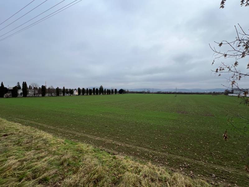 Pruské – Investičný pozemok v komasácii - Zelené komerčné pozemky v Pruskom, lemované stromami a elektrickými vedeniami.